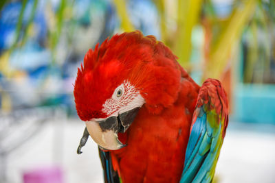 Close-up of parrot