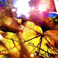 Sun shining through trees