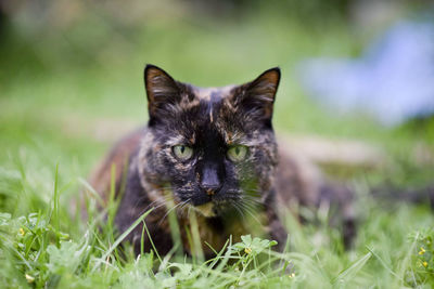 Portrait of a cat