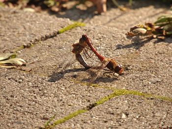 Close-up of lizard