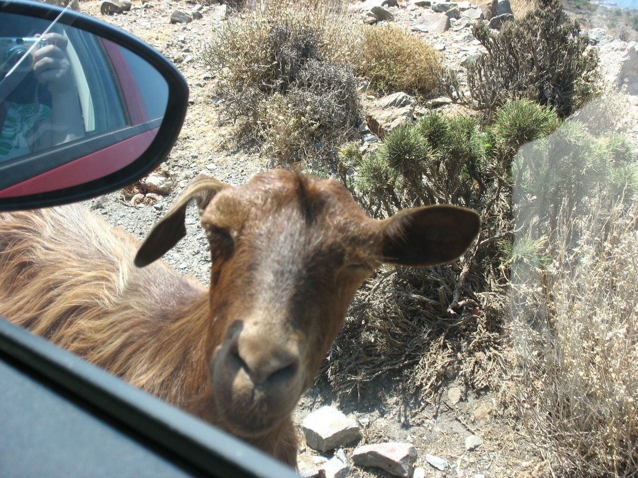 VIEW OF A HORSE IN THE CAR