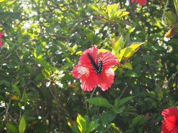 Close-up of red hibiscus flower