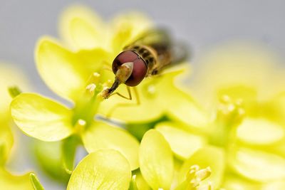 Close-up of insect on yellow flower