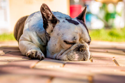 Close-up of dog sleeping outdoors