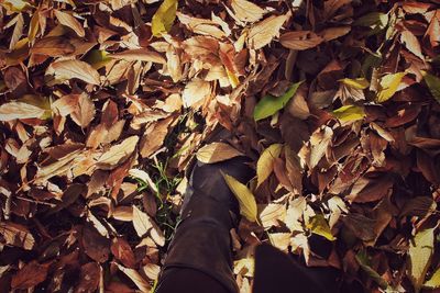 Low section of person standing on dry leaves