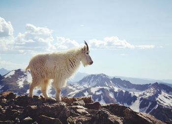 Full length of a mountain goat standing on rock against sky