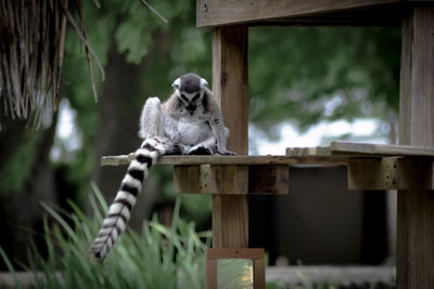 Close-up of lemur relaxing on wood