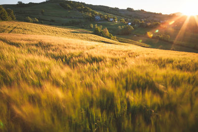 Scenic view of agricultural field against bright sun