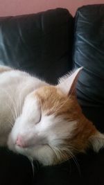 Close-up of cat sitting on sofa at home