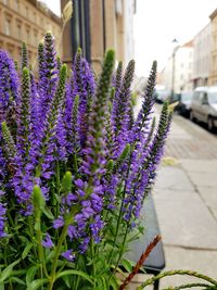 Close-up of purple flowering plants