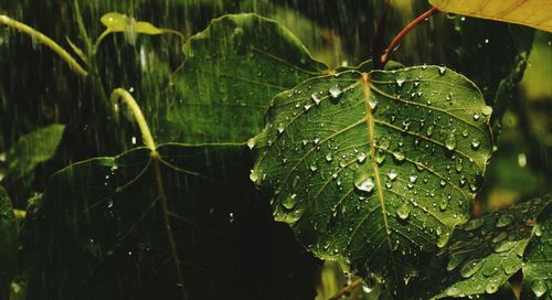 Close-up of wet plant