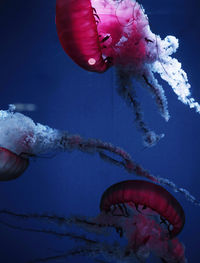 Close-up of jellyfish swimming in sea