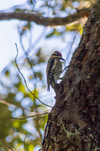 Low angle view of bird perching on tree