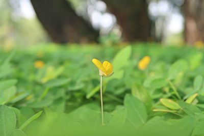 Close-up of yellow flowering plant