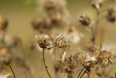 Close-up of flowers