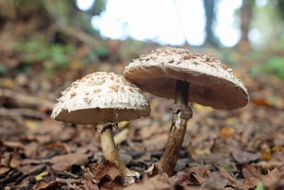 Close-up of mushroom on field