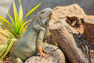 Close-up of lizard on rock