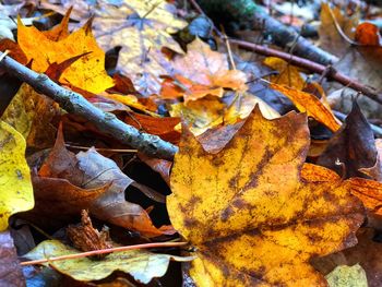 Close-up of dry maple leaves during autumn