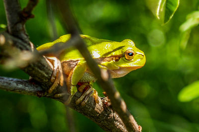 Close-up of green frog on branch