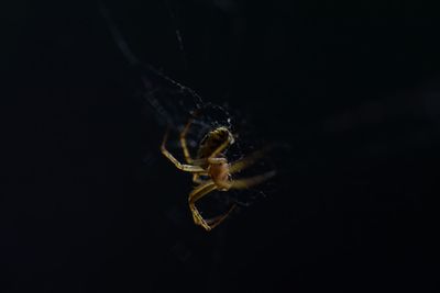 Close-up of spider against black background