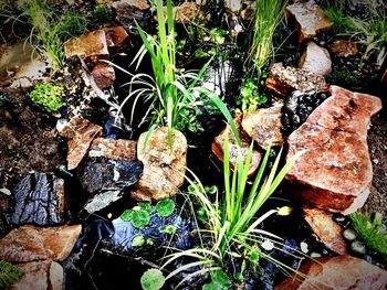 Close-up of mushrooms growing in forest