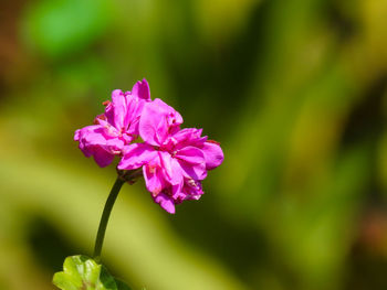 Close-up of pink flowering plant