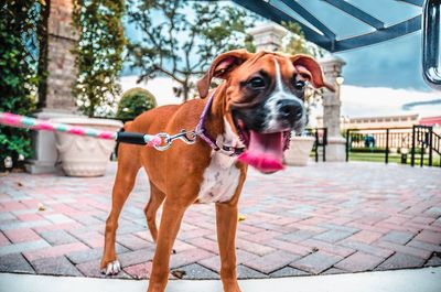 Portrait of dog panting on street