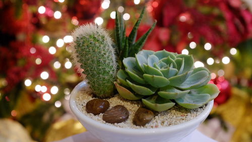 Close-up of cactus