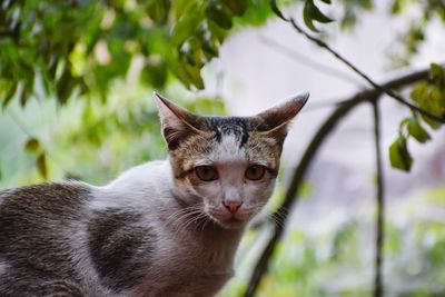 cat