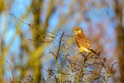 Female kestrel, falco tinnunculus, perched on a tree branch