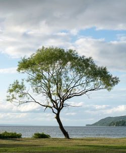 Trees on landscape against cloudy sky