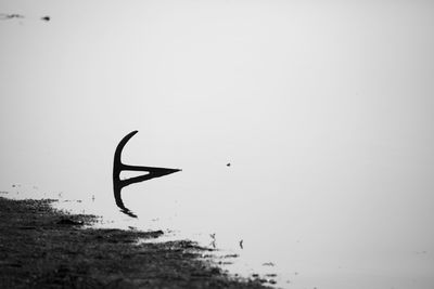 Close-up of bird on beach against clear sky