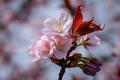 Close-up of pink cherry blossom