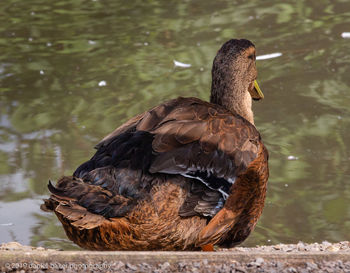 Duck swimming in lake