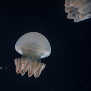 Close-up of jellyfish swimming in sea