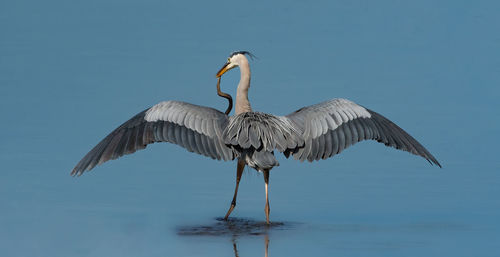 Great blue heron struggling with a snake 