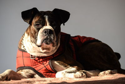 Close-up portrait of dog sitting against gray background