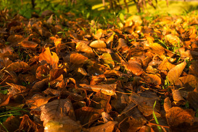 Full frame shot of dry leaves on field