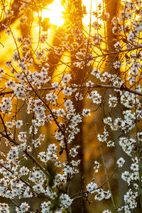 Close-up of yellow flowers