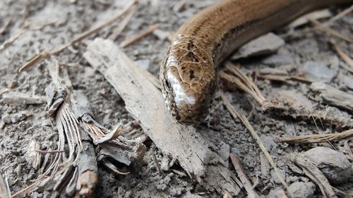 Close-up of snake