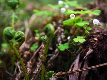 Close-up of plant growing on field