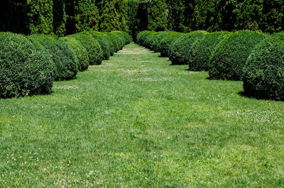 Green grass in garden