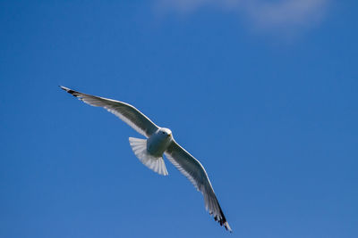 Low angle view of seagull flying against clear blue sky