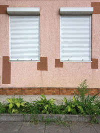 Two windows closed with white shutters, pale pink stone wall, sidewalk with green flowerbed