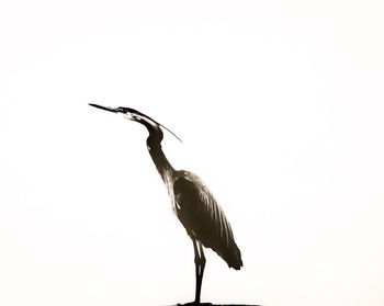 Close-up of gray heron perching on pole against clear sky