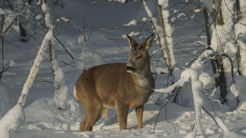 Deer standing on snow covered land