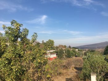 Plants growing on land against sky