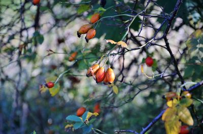 Close-up of red berries on tree