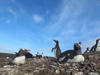 Birds perching on rocks against sky