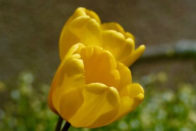 Close-up of yellow tulip